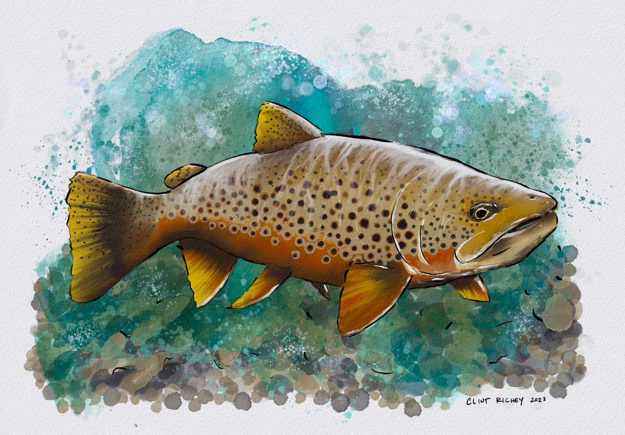 "Brown Trout" Print, 18”x24”